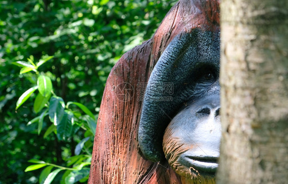 森林庞戈在阳光明媚的一天在Amsterdam动物园内无黑地木头OrangUraang猴子肖像中图片
