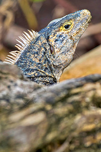 自由的生态旅游黑鬣蜥刺尾栉龙Ctenosaurasimilis马里诺巴莱纳公园太平洋乌维塔德奥萨蓬雷纳斯哥达黎加中美洲国图片