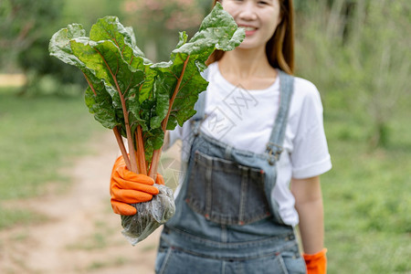 外部的地面女园艺人概念一位年轻女子拿着绿色蔬菜寻找欢乐她的根被塑料袋覆盖里面有泥土在职的图片
