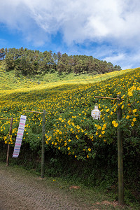 由传统泰国风格的灯和旗在高山上墨西哥向日葵田地木雕树附近装饰的砖状小道天空美丽的新鲜图片