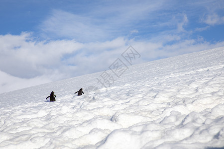 条幅单身的两只企鹅在高山雪中生存爬得更远的山上冰冷背景图片