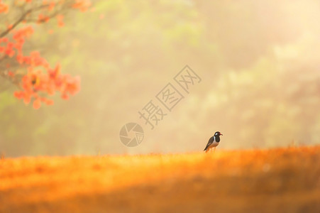 一只红色的被打响长腿小鸟在夏季清晨草原上放松轻在泰国软点高亚伊家公园背景下复制动物清楚的图片