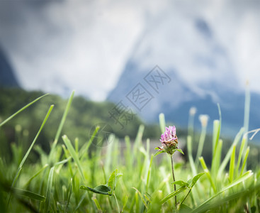 山野花山上草地的花朵美丽户外乡村的背景