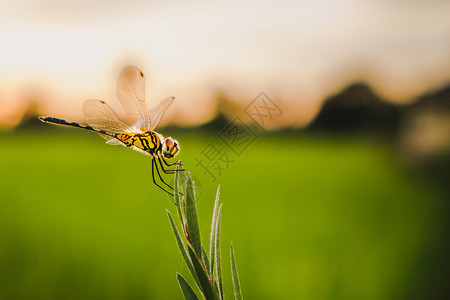 蜻蜓昆虫图片