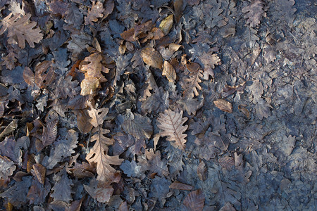 十一月秋天季节纹理背景与叶子的木材晒干图片