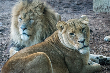 野生动物自然一对躺下的狮子雄和雌非洲图片