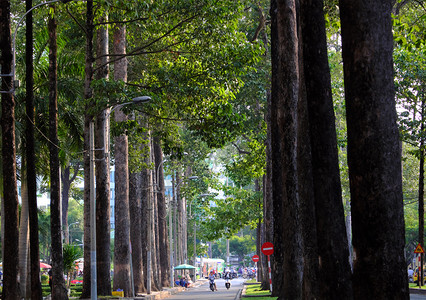 大气层环境2019年3月5日019年3月5日西贡市内绿树令人惊异夏季炎热的一天在西贡市中心街道上美丽直又高的一排树造出新鲜空气和图片