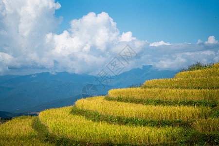 旅游地球帕泰国PaBongPiang梯田上的稻泰国西北部的稻田准备收割图片