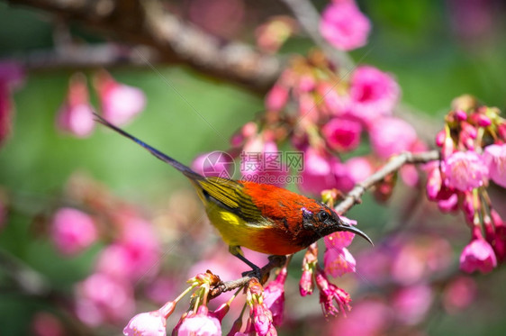 分支GouldrsquosSunbird夫人蓝胸的Sunbird青鸟在泰国清迈DoiAngKhang野季喜马拉雅樱花盛开时山上美图片