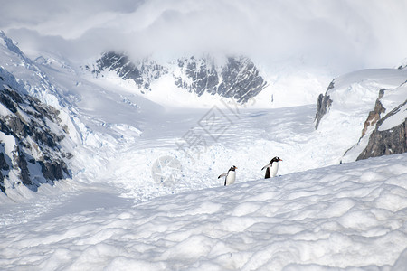 上坡两只企鹅孤单地行进在高原被雪覆盖的山峰歪凉爽的背景图片