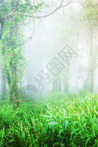平静的清晨薄雾红树叶在干中生长的绿色热带植物和教科文组织世界遗产地点泰国肖亚伊家公园分支中的古热带雨林泰国苏夫特重点舒适森林图片