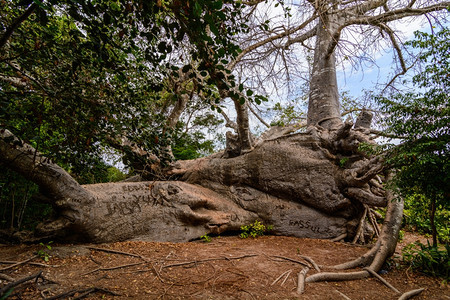稀树草原猴面包这是一棵Baobab树因为飓风桑给巴尔岛xAABA尽管投下落地但仍在继续生存和成长这使它在坦桑尼亚的给巴尔世界上独图片