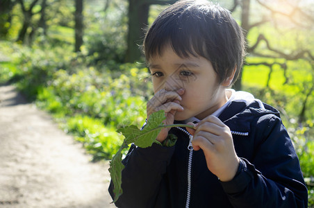 男孩拿着绿叶子在春天或夏公园散步时感到鼻子痒孩在户外玩耍时抓鼻子孩反射或干燥热儿童在露天玩耍时抓打鼻子孩有反应或干草热白种人发烧图片