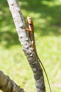 分支棕色蜥蜴亚洲或树上波峰物种图片