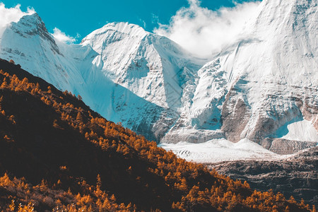 日光照耀的白色雪景群山和黄色森林图片