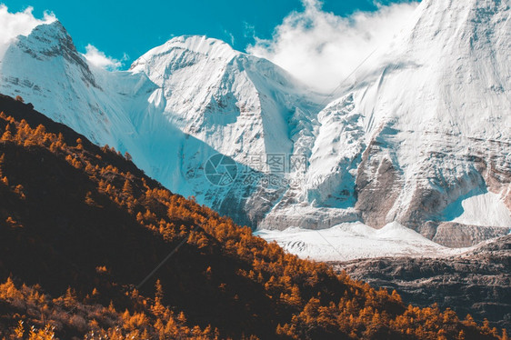 日光照耀的白色雪景群山和黄色森林图片