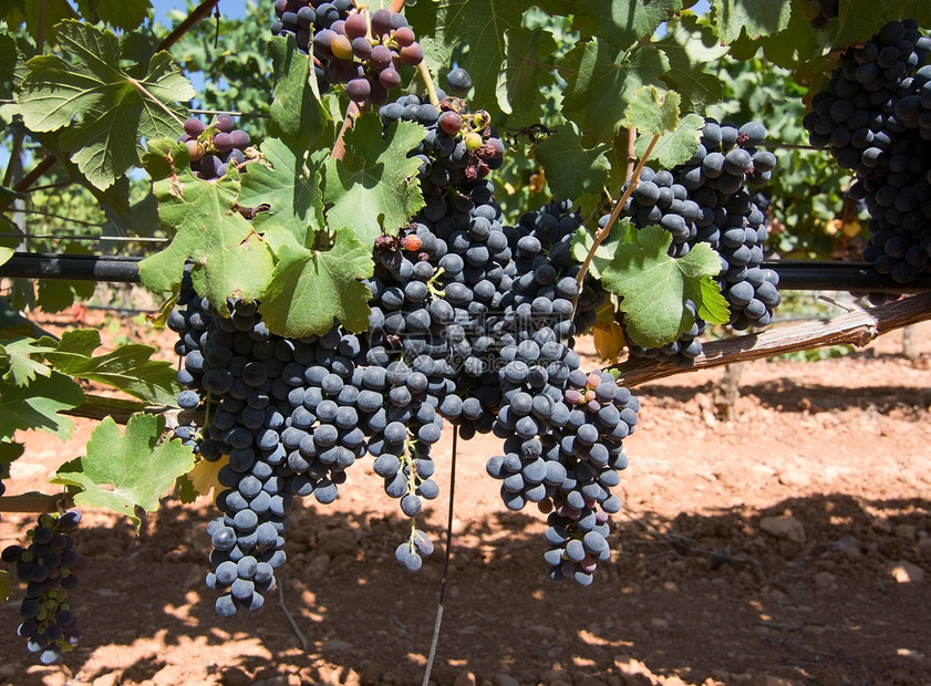 葡萄栽培在西班牙马洛卡阳光明媚的一天在马洛卡葡萄园中储藏着成熟的麦洛卡葡萄园落下藤图片