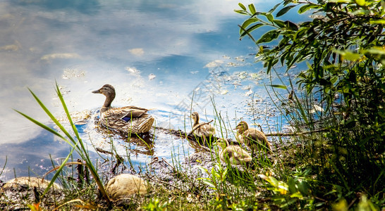 河自然栖息地艾伯塔大草原穆斯科塞皮公园野鸭和小鸡图片