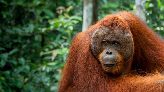 侏儒BorneoOrangUtanAlpha男在婆罗洲居住的棕色图片