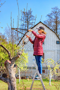 闲暇草地年轻的一位女子站在花园的继梯上修剪树木的稻草人则站立在树丛上一名年青女子站在园上的扶梯在树林里爬起脚踏板图片