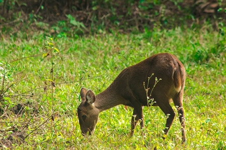 在草原平河边的草或森林中通常在牧群发现小鹿牧场河边站着环境摄影图片