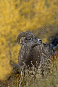 季节洛基加拿大落山脉地点在加拿大艾伯塔省贾斯帕公园Jasper公园医药湖斜坡上以大角羊和羔为选择重点的秋天金背景并有选择地关注大图片