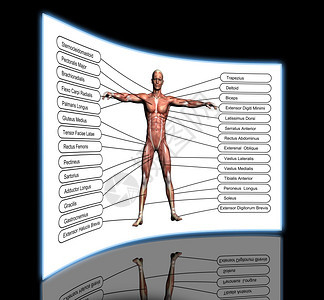 皮肤马格纳斯生物学高分辨率概念或3D人类解剖学和肌肉作为人体的比喻孤立在白色背景上图片