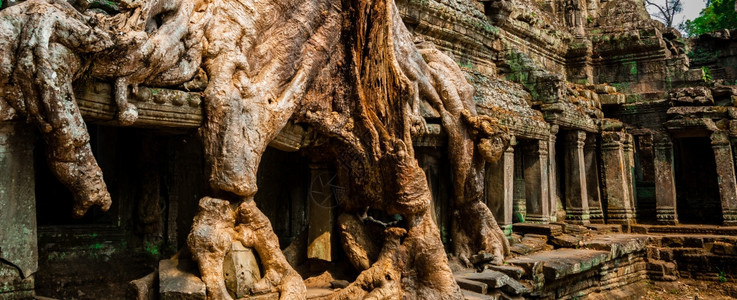 建造旅游吴哥窟塔普伦的树著名图片