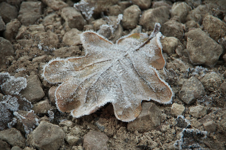 水平图象在寒冷的秋天躺冰晶覆盖的石头上以棕色的冻橡树叶表面浅深处铺设晚的颜色图片