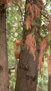 松鼠在绿色公园的树上松鼠在绿色公园的树上阿尔泰干浓密的图片