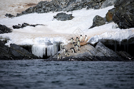 稀有的家庭等待一群企鹅焦急地思考蓝水中是否有危险存在图片