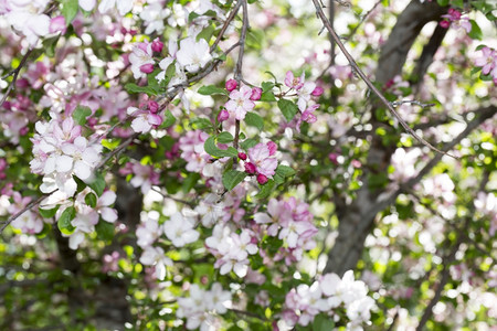 落叶果味拉布多犬鲜花的西伯利亚苹果树春色多彩奇妙的盛开图片