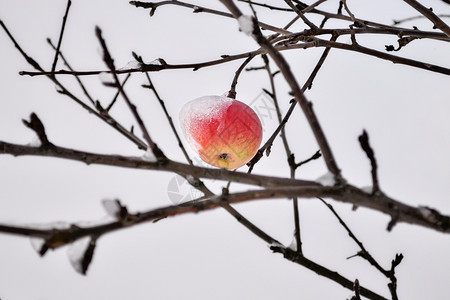 在暴风雪过后满着厚的花成熟苹果挂在一棵树上明亮闪的苹果上红在一片树上面覆盖着雪象征从秋向冬季过渡的乡村景象低选择你自己水果图片