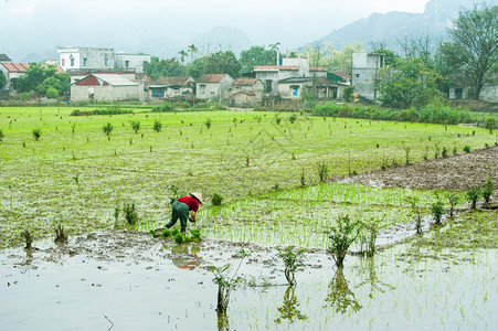 戏剧越南农民在稻田工作越南旅游景色和目的地NinhBinh大雾中的石灰岩村庄的惊人景象老田们图片