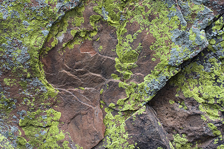 百草岭藏香猪带有银色和绿色黄黄色地衣的砂石岩背景