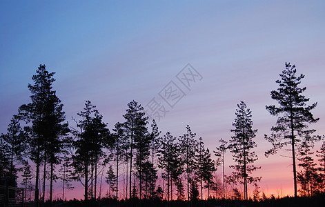 高清木的日出背景图片