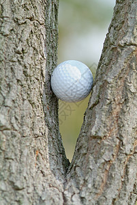树上高尔夫球背景图片