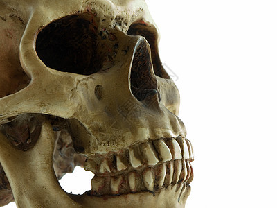 人类头骨牙齿衰变颅骨死亡白色背景图片