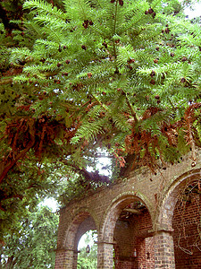 砖形拱门和松树枝图片
