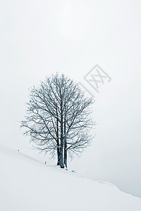 白雪树中的树图片