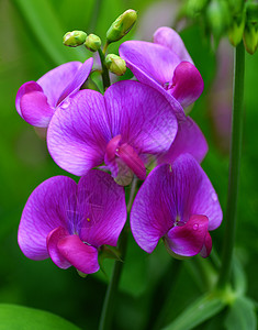 紫色豌豆花甜豆梨植物蔬菜邮政花束香椿花瓣兰花荒野粉色花园背景