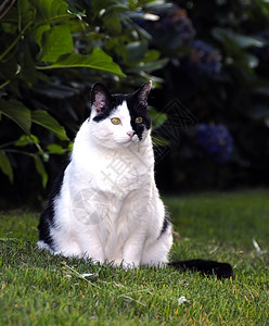 宠物猫白色幼儿黑色短发耳朵条纹猫科毛皮小猫爪子图片