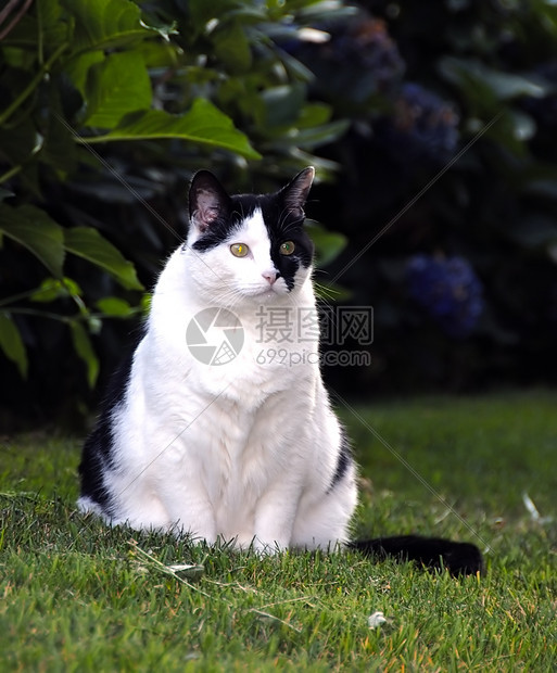 宠物猫白色幼儿黑色短发耳朵条纹猫科毛皮小猫爪子图片