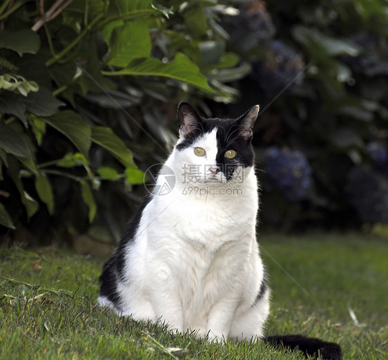 宠物猫小猫毛皮家庭幼儿宠物短发条纹猫咪猫科白色图片