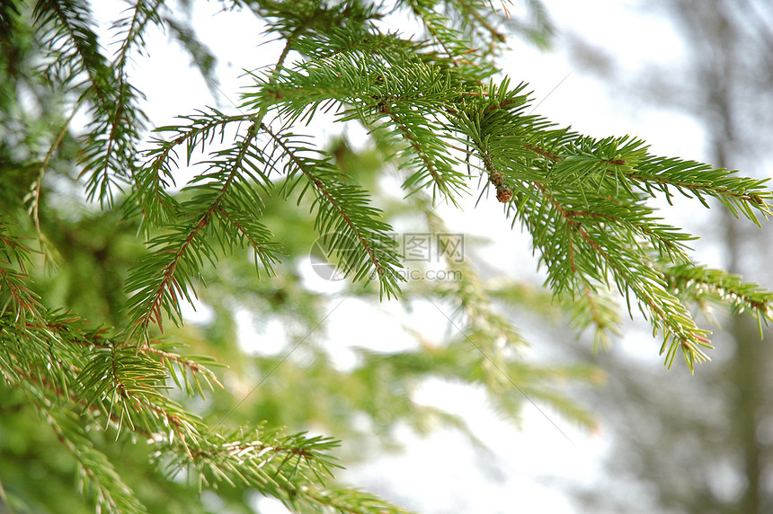 紧身小分队背景木头绿色森林枞树小枝云杉白色针叶树图片