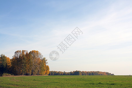 秋初秋天空季节黄色场地绿色蓝色桦木木头图片