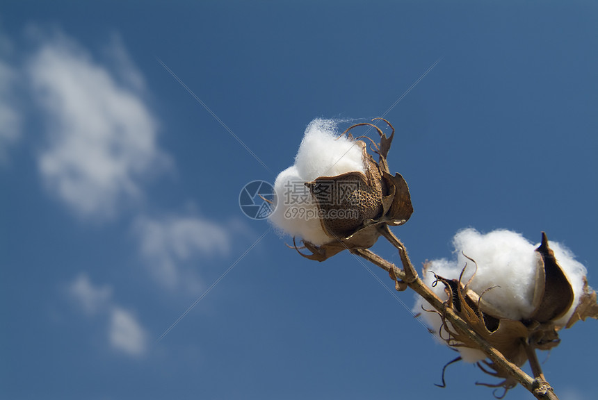 棉花处植物植物学文化环境棉花纺织品枝条材料成长场地图片