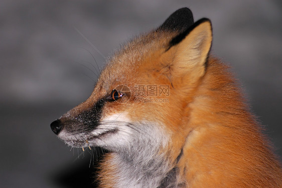 红狐2肖像图片