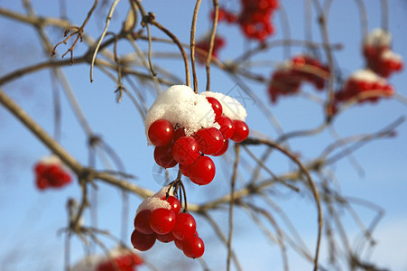 雪花覆盖的浆果图片