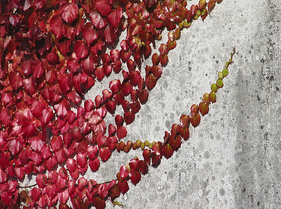 墙上的红叶蠕变爬山虎植物群植物红色背景图片